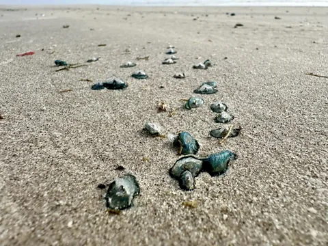 Rarely seen 'blue dragons' are disrupting spring breakers' beach plans