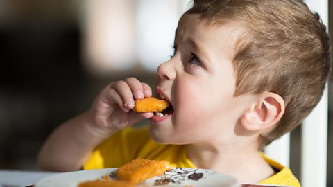 A young boy looks to his parents while eating a breaded fish finger from a plate with his hands.