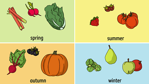 Food sorted by season: there are rhubarb, radishes and spring greens in spring; there are strawberries, raspberries and tomatoes in summer; there are beetroot, blackberries and a pumpkin in autumn and there are sprouts, a pear and apples in winter.