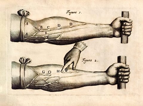 Diagram bho 'De Motu Cordis set Sanguinis in Animalibus' (Gluasad a' Chridhe 's na Fala ann an Creutairean Beò) le Uilleam Harvey 1628