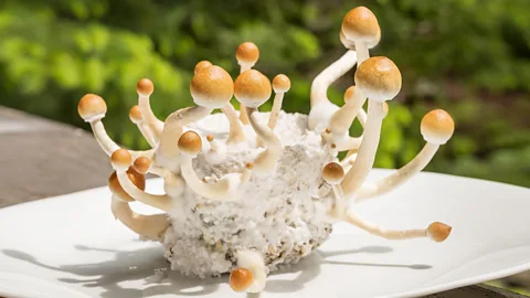 Getty Images Psychedelics include psilocybin, which can be found in "magic mushroom" (Credit: Getty Images)