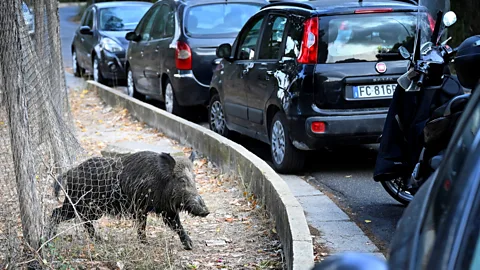 Getty Images Some districts in Rome, Italy, have adopted a curfew to protect residents from wild boar run-ins (Credit: Getty Images)