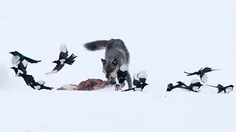 Getty Images Wild boars' natural predators are gone from much of their current range (Credit: Getty Images)