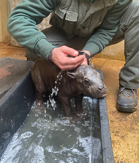 See rare pygmy hippo born in Greek zoo – and why births in captivity