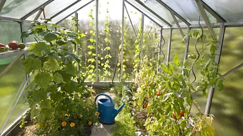 Getty Images Questions over the climate impacts of home-grown veg has prompted a number of emotive responses (Credit: Getty Images)