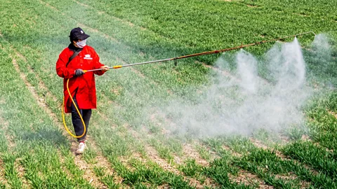 Getty Images Commercially grown crops often rely on synthetic fertilisers to boost growth (Credit: Getty Images)