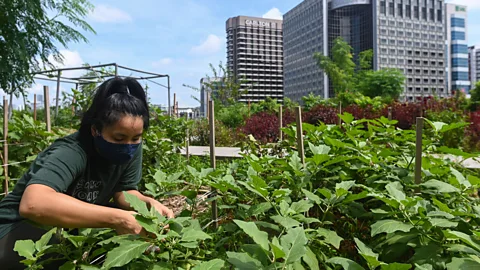 Getty Images Urban growing has become increasingly popular, bringing green and food production into cities (Credit: Getty Images)