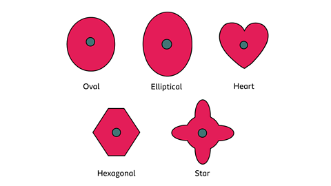 An oval, elliptical, heart, hexagonal and star cams