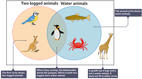 Venn diagram of a bird and a kangaroo in one circle, a fish and a crab in the other. A penguin is in the intersection and a giraffe outside both circles. The first circle shows two legged animals.  The second circle shows water animals. A giraffe has 4 legs and is not a water animal.  It does not fit into either. here they overlap, the intersection, shows the penguin which is both two legged and a water animal. 