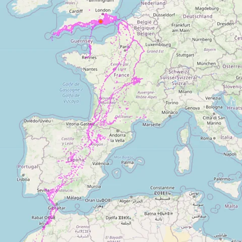 Knepp Estate, Cotswold Wildlife Park, University of East Anglia Routes flown by tracked storks from England, based on data from a selection of birds from 2019 – 2023 (Credit: Knepp Estate, Cotswold Wildlife Park, University of East Anglia).