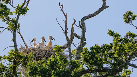 Knepp Estate Storks are thriving in the rewilded grounds of Knepp Castle (Credit: Knepp Estate)