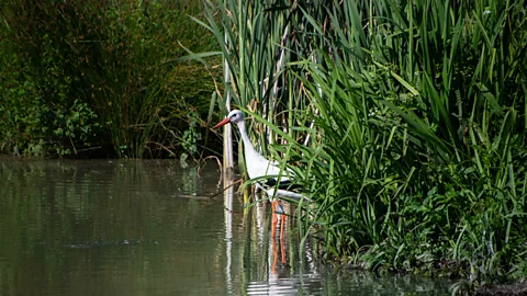 Knepp Estate Storks thrive in wetlands, where they forage for insects and other food (Credit: Knepp Estate)