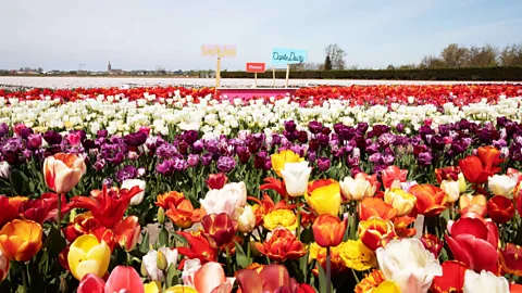 AFF/Alamy Stock Photo For the best – legal – immersive tulip experiences, visit a tulip farm like the Tulip Barn in Hillegom with its 750,000 tulips (Credit: AFF / Alamy Stock Photo)