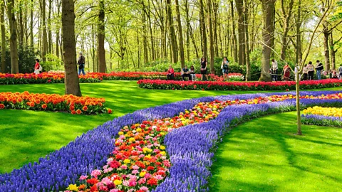 Serghei Starus / Alamy Stock Photo A stop at the iconic Keukenhof Gardens in Lisse is obligatory for any tulip lover visiting the Netherlands (Credit: Serghei Starus / Alamy Stock Photo)