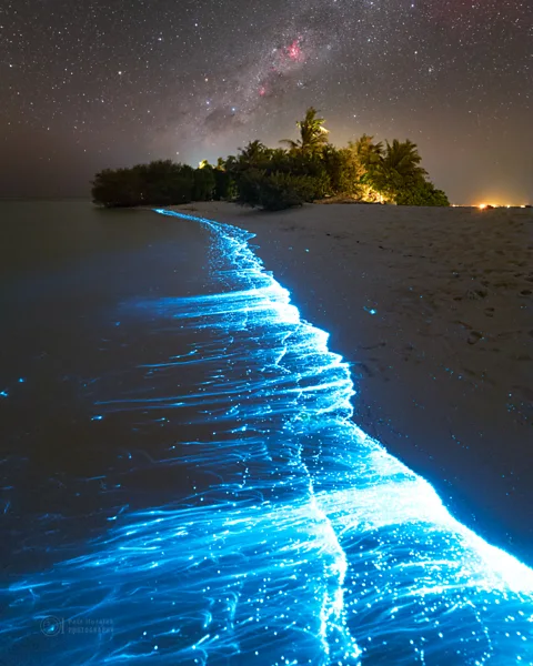 Petr Horalek The Sea of Stars is one of the highest-rated attractions in the Maldives (Credit: Petr Horalek)
