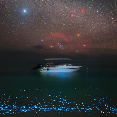 Petr Horalek Night snorkelling trips are an excellent way to see the bioluminescent plankton up close (Credit: Petr Horalek)