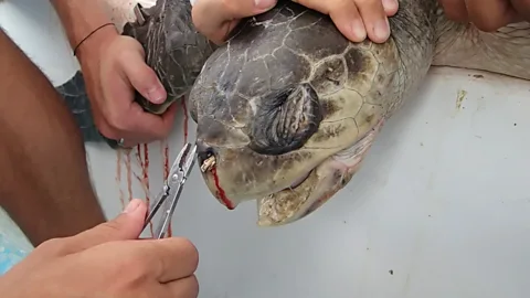 Christine Figgener When researchers removed a plastic straw from an olive ridley turtle's nose, the video went viral (Credit: Christine Figgener)