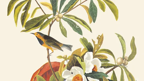 Getty Images A depiction of Bachman's warbler by J ohn James Audubon, from the 19th Century (Credit: Getty Images)