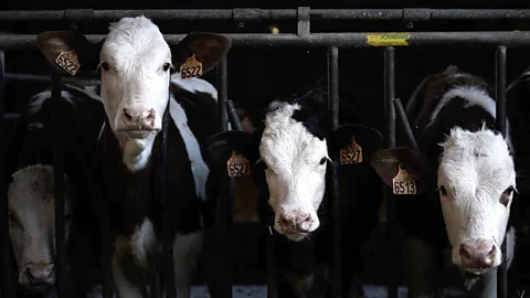 Getty Images One Californian cattle feedlot produces more methane than the biggest oil and gas fields in the state (Credit: Getty Images)
