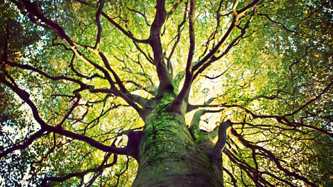 Getty Images Our tendency to feel overawed by nature isn't confined to astronomical events – even giant trees can evoke appreciation of nature's immensity (Credit: Getty Images)