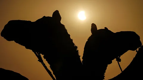 Getty Images Silhouetted camels during a partial eclipse (Credit: Getty Images)