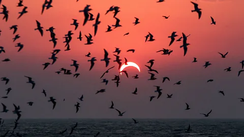 Getty Images Muchas especies de aves buscan refugio en un eclipse, del mismo modo que lo harían durante una tormenta (Crédito: Getty Images)