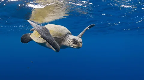 Alamy Turtle bleeding with star up nose; man with pliers (Credit: Christine Figgener)