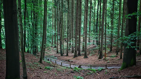 Joe Baur Whether hiking, rafting, climbing or trail running, this wild part of Germany is an outdoor lover's paradise (Credit: Joe Baur)