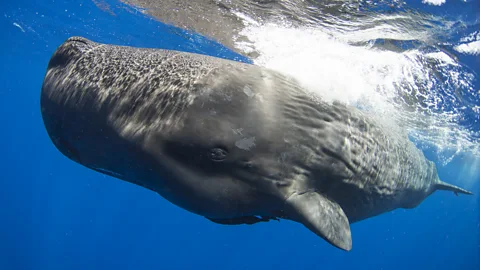 Amanda Cotton Sperm whales communicate using morse code-like sequences of clicks known as codas (Credit: Amanda Cotton)