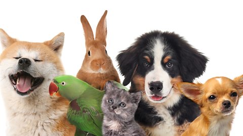 Three dogs, a kitten, a parrot and a rabbit sit in a group.