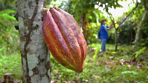 John Coletti/Getty Images Some Bribri villages have incorporated cacao into community-based ecotourism (Credit: John Coletti/Getty Images)