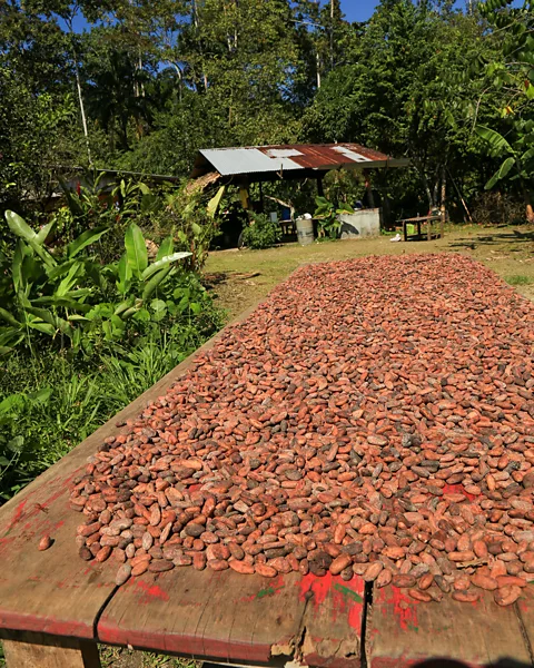 Massimiliano Finzi/Getty Images Cacao beans are left to ferment for a week and are then dried in the sun for five days (Credit: Massimiliano Finzi/Getty Images)