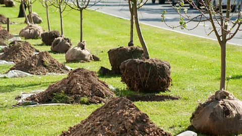 Getty Images Across the US, minority neighbourhoods have 11% less tree canopy than majority-white neighbourhoods (Credit: Getty Images)