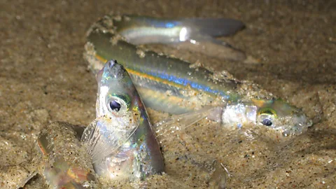 Doug Martin Grunion have a remarkable mating ritual that involves crawling out of the sea onto the beach (Credit: Doug Martin)