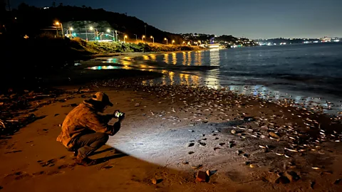 Karen Martin Night-time watchers observe grunion as they embark on their mass mating ritual on the beach (Credit: Karen Martin)