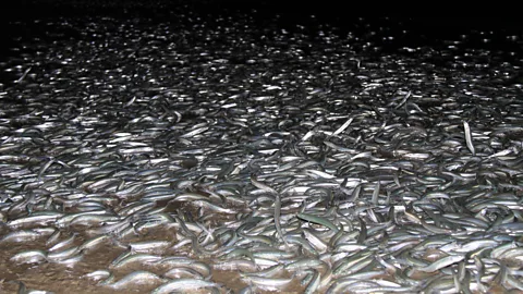 Haris Lakisic At their most active, mating grunion can cover huge swathes of beach (Credit: Haris Lakisic)