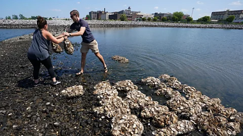 Getty Images Reducing the pollution in New York's harbour could lead to a return of large-scale oyster farming (Credit: Getty Images)