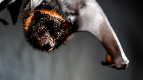 Getty Images A close-up of a  Mariana fruit bat (Pteropus mariannus) (Credit: Getty Images)