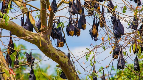 Getty Images The Little Mariana fruit bat's cousin, the Mariana fruit bat, still inhabits forests in the Mariana Islands today (Credit: Getty Images)