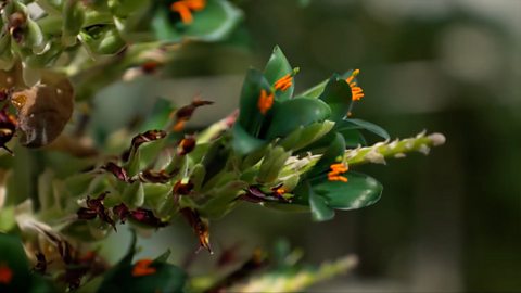 'Otherworldly' plant blooms for first time  in decade “神秘” 植物十年来首次开花