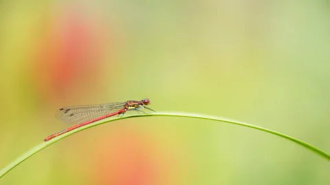 Ben Andrew Large red damselflies can live in garden ponds smaller than than one square metre (Credit: Ben Andrew)