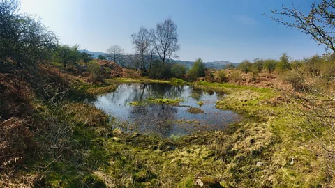 Freshwater Habitats Trust 3,000 years ago wetlands dotted the landscape (Credit:  Freshwater Habitats Trust)