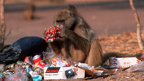 Alamy A baboon sorting through human rubbish (Credit: Alamy)