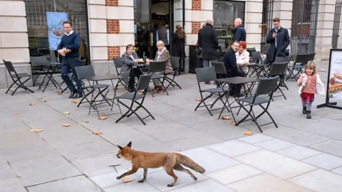 Getty Images Foxes can be surprisingly vocal, and make 40 different sounds (Credit: Getty Images)