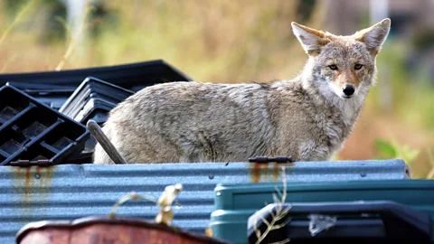 Getty Images Coyotes are members of the dog family (Credit: Getty Images)