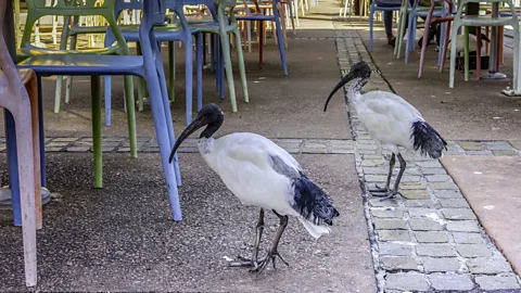 Getty Images In its natural wetland habitat, the Australian white ibis nests in vast colonies of up to 20,000 individuals (Credit: Getty Images)