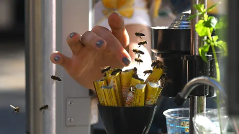 Getty Images Wasps are important pollinators (Credit: Getty Images)