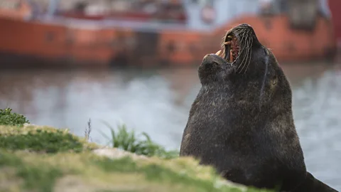 Getty images Sea lions are among the mammals badly hit by avian influenza (Credit: Getty images)