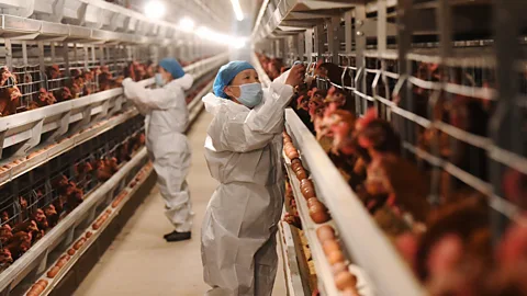 Getty Images Farms are being urged to deploy biosecurity measures in the wake of bird flu's spread (Credit: Getty Images)
