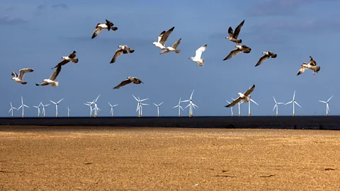 Getty Images Seagulls take flight on a beach in front of a wind farm (Credit: Getty Images)